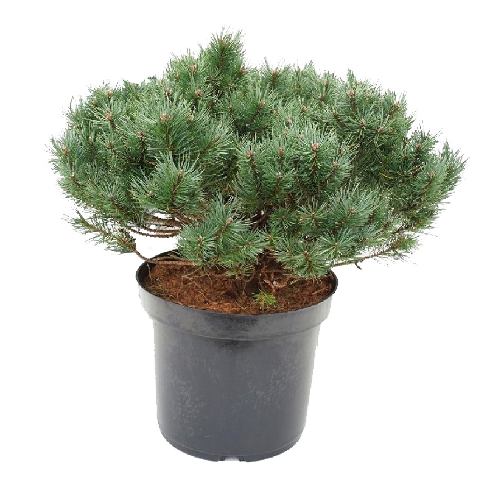 Сосна обыкновенная Мартам С18 (высота 35-40см) 1шт/Pinus sylvestris Martham
