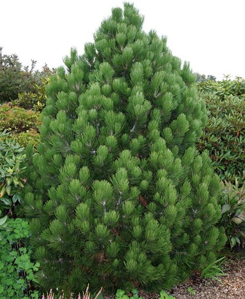 Сосна белокорая Компакт Джем С5 1шт /Pinus leucodermis Compact Gem