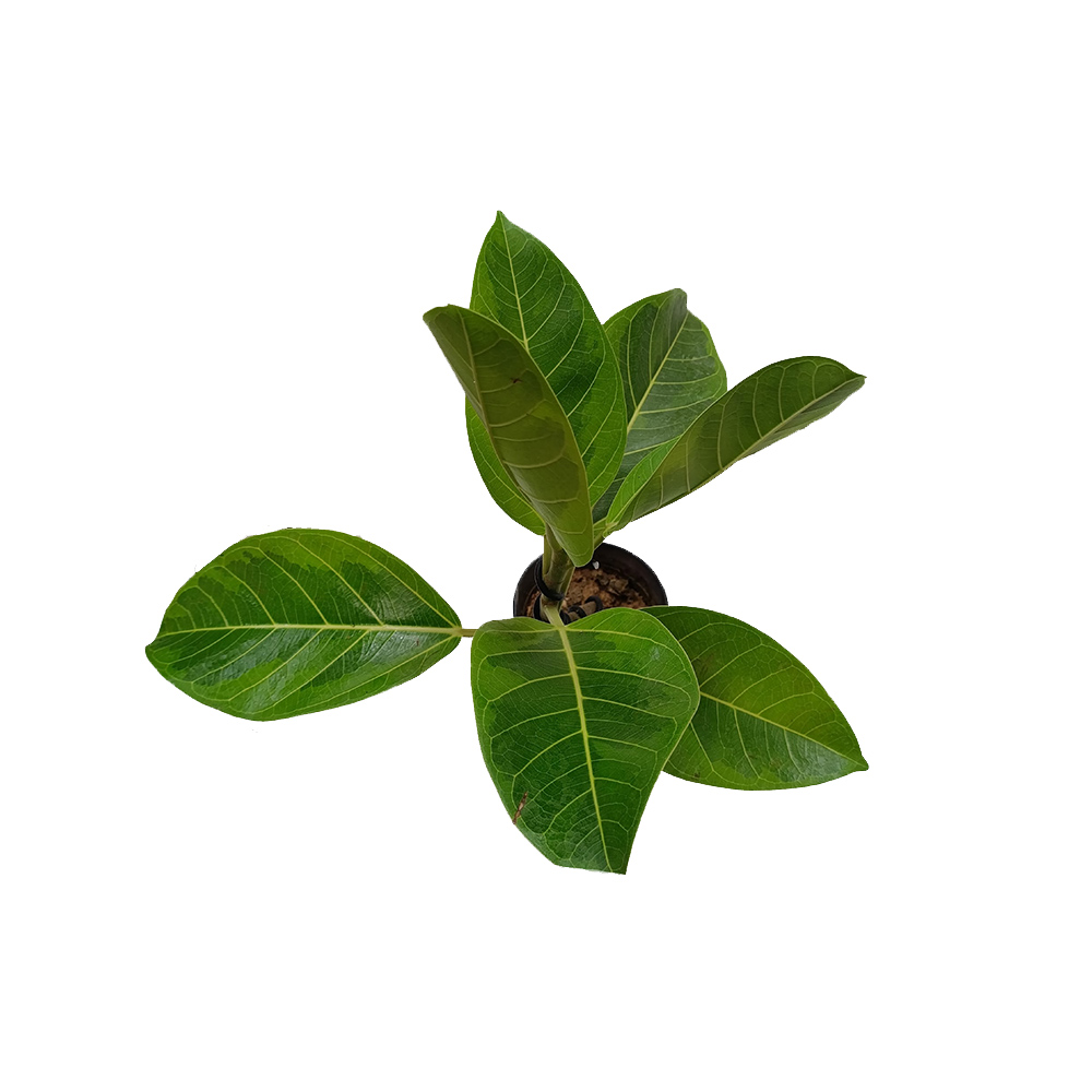 Фикус Golden Banyan д.12