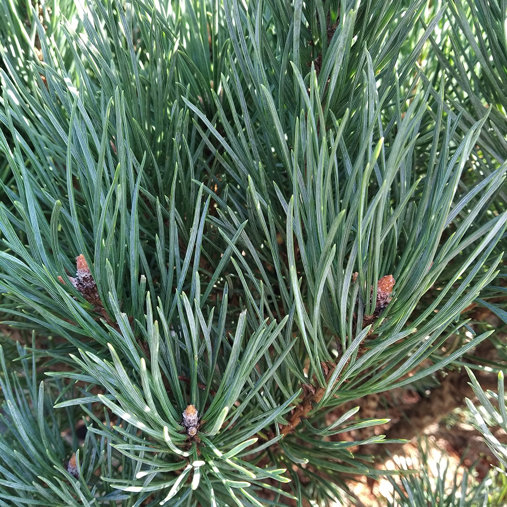 Сосна обыкновенная Ватерери С15 40/+ 1шт/Pinus sylvestris Watereri