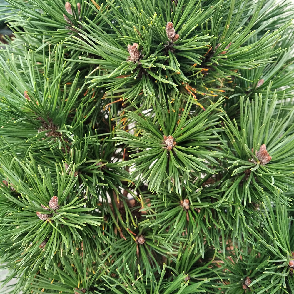 Сосна горная Гном Файндинг С10 (высота 30-40см) 1шт /Pinus mugo Gnom Finding