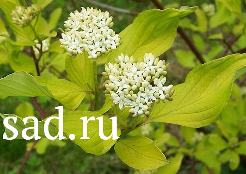 Можжевельник горизонтальный Андора Компакта С20 1шт/ Andora Compacta