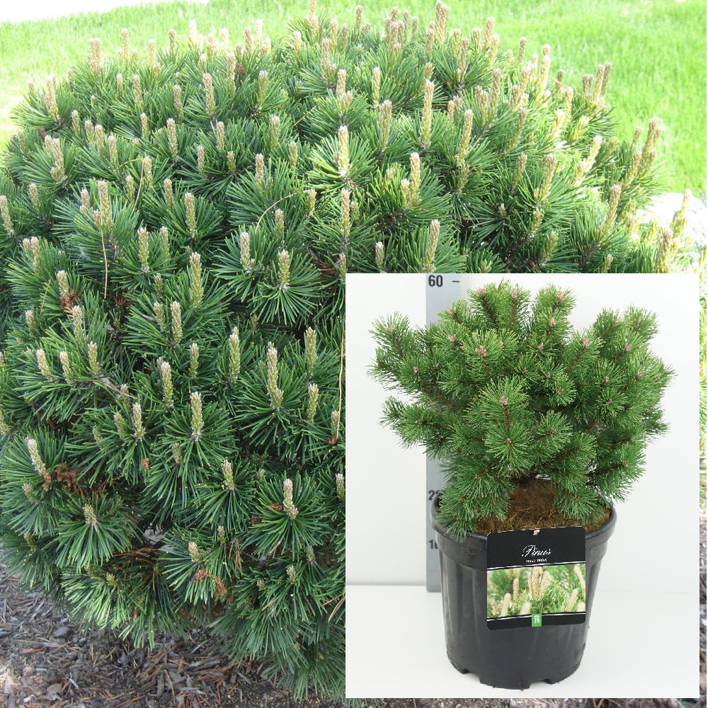 Сосна горная Гном С25 (высота 50-60см) 1шт /Pinus mugo Gnom