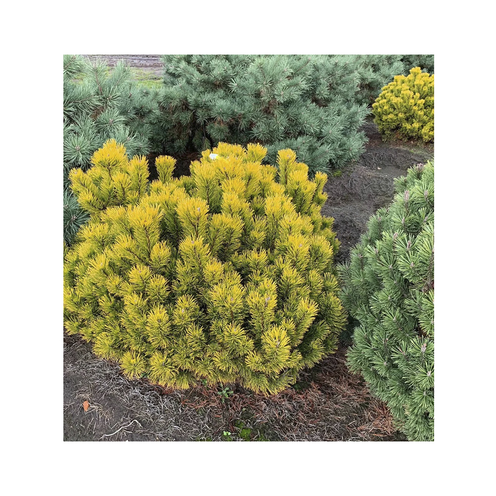 Сосна горная Карстен Винтерголд С3 (20-30) 1шт /Pinus mugo Carstens Wintergold