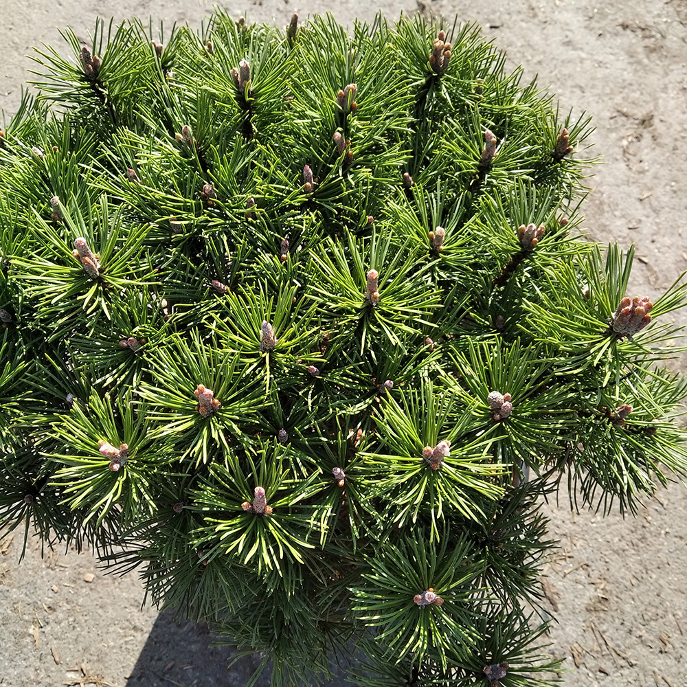 Сосна горная Мопс С15 (высота 30-40см) 1шт/Pinus mugo Mops