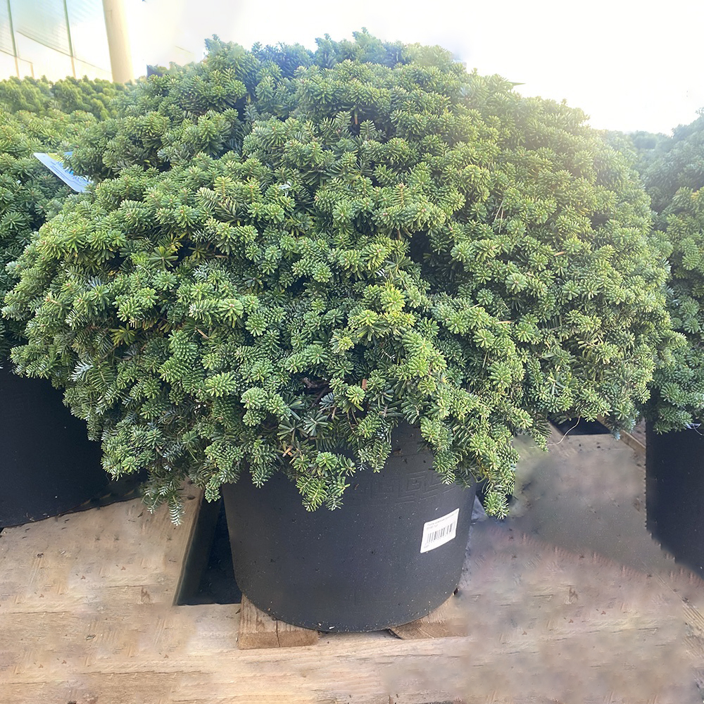 Пихта корейская Бриллиант С25 (высота 50-60см) 1шт/Abies koreana Brilliant