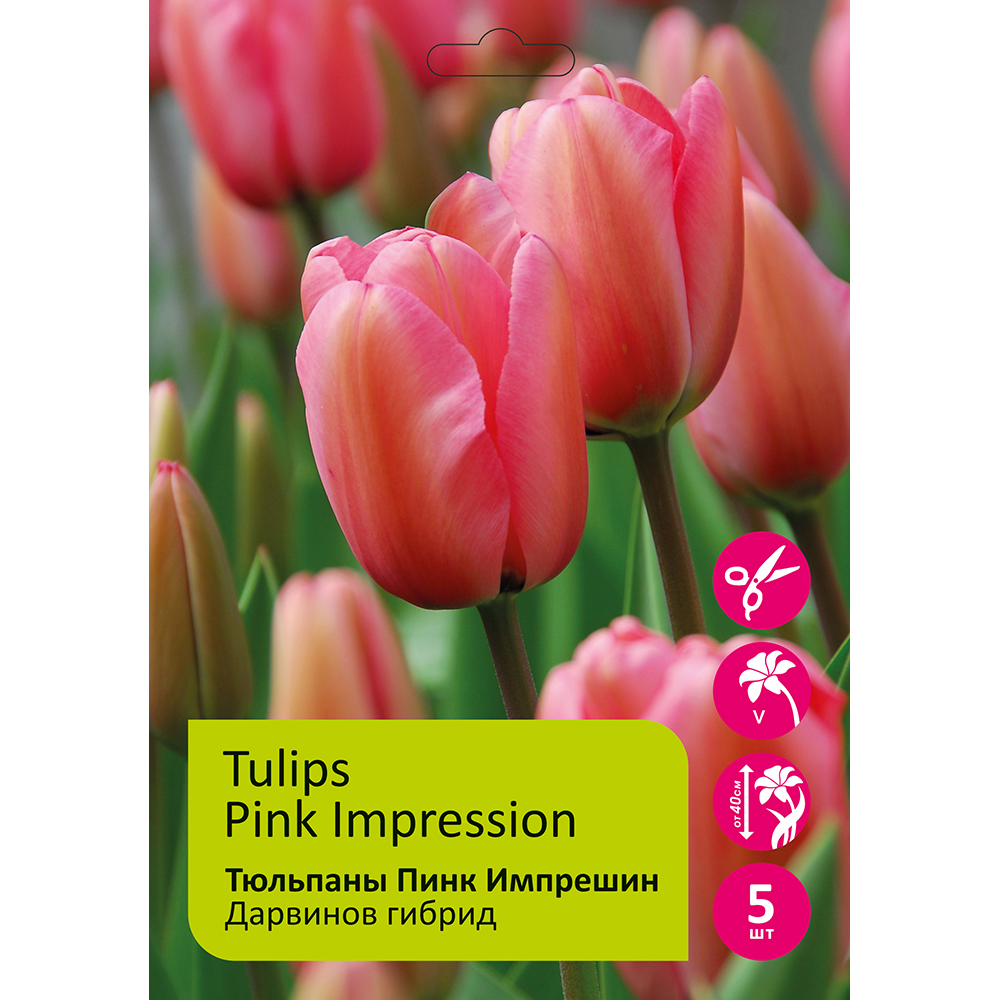 Тюльпаны Пинк Импрешин 5шт Дарвинов гибрид 12/+ /Tulips Pink Impression