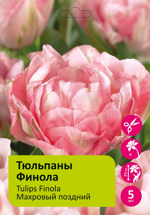 Тюльпаны Финола 5шт 12/+/Tulip Finola