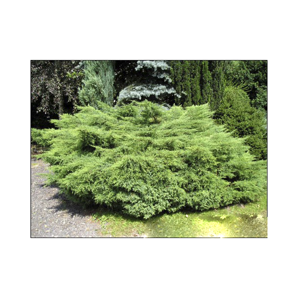 Можжевельник средний Хетци С2-3 1шт/Juniperus media Hetzii