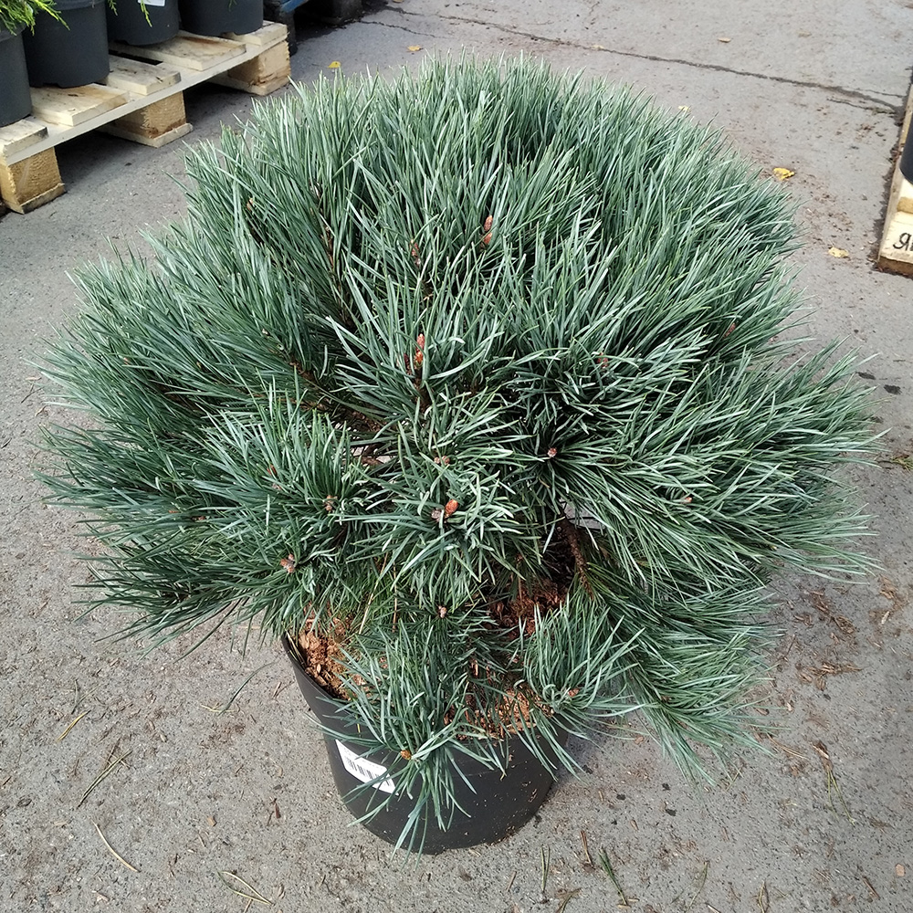 Сосна обыкновенная Ватерери С10 (высота 50-60см) 1шт/Pinus sylvestris Watereri