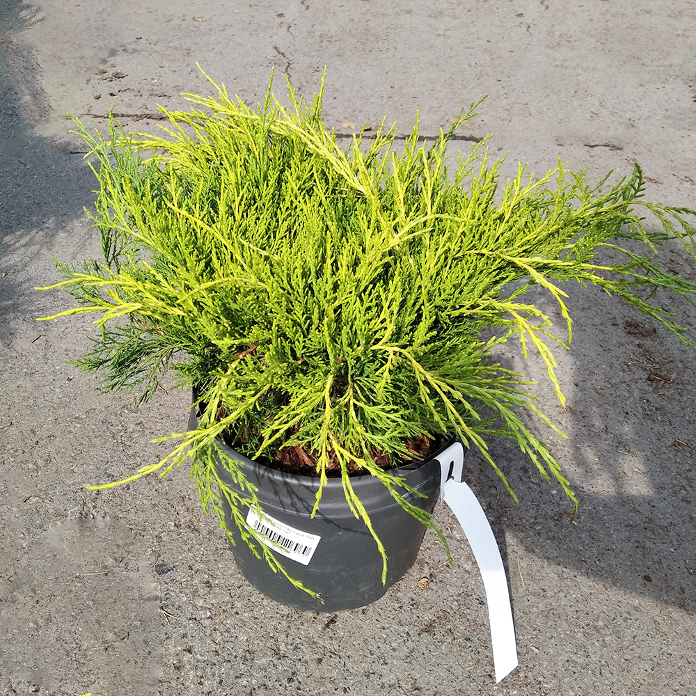 Можжевельник Пфитцера Олд Голд С10 30-40 1шт/Juniperus pfitzeriana Old Gold