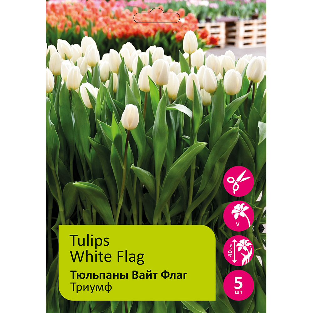 Тюльпаны Вайт Флаг 5шт Триумф 12/+/ Tulips White Flag