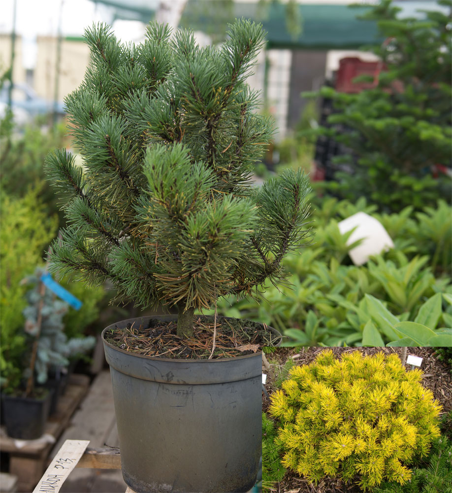 Сосна горная Винтер Голд С10 1шт /Pinus mugo Winter Gold