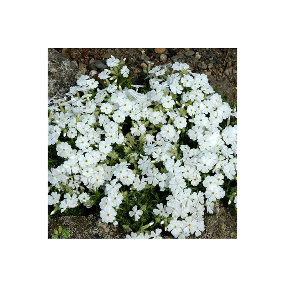 Флокс шиловидный Уайт Делайт С1.5 1шт/Phlox subulata White Delight