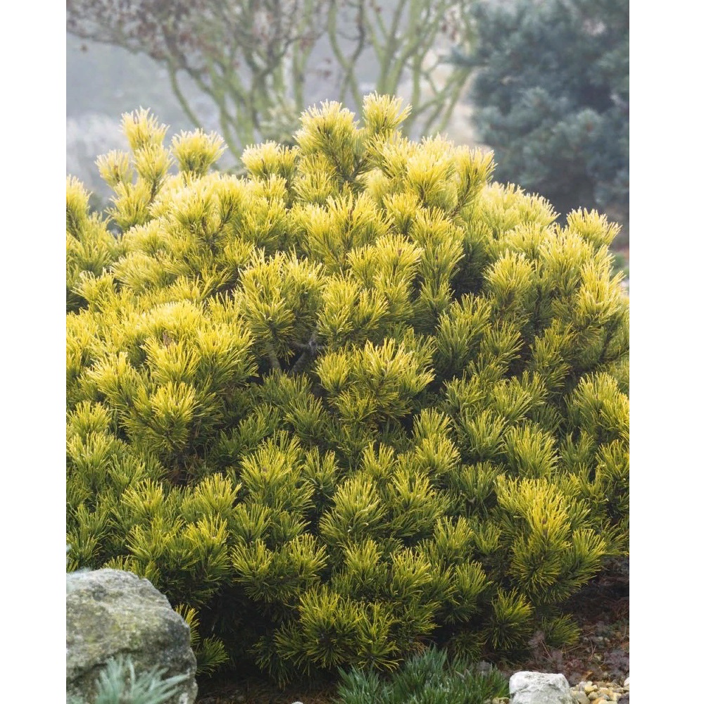Сосна горная Карстен Винтерголд С6 1шт /Pinus mugo Carstens Wintergold  