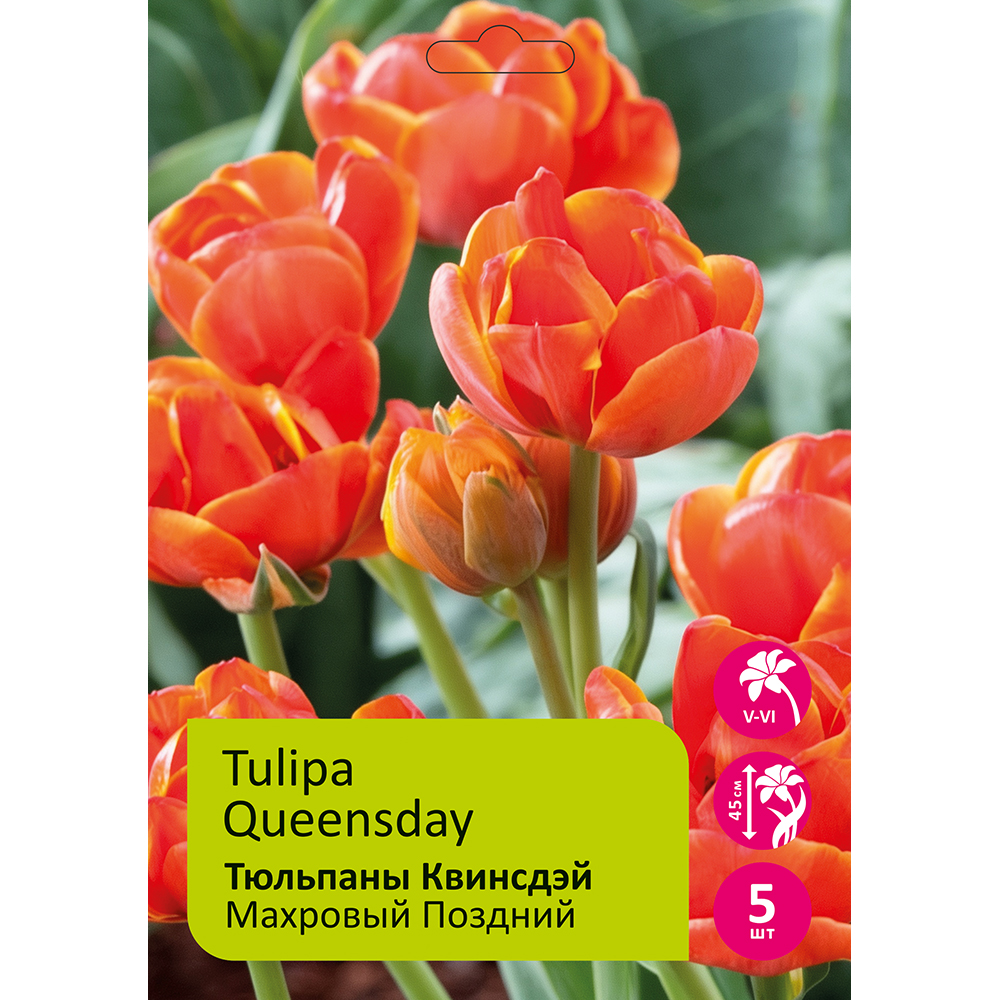 Тюльпаны Квинсдэй 5шт 12+ /TULIPA QUEENSDAY