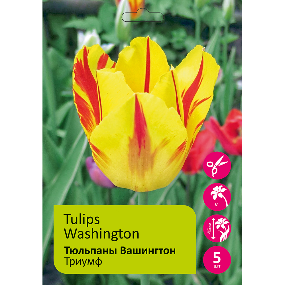 Тюльпаны Вашингтон 5шт Триумф 12/+/ Tulips Washington