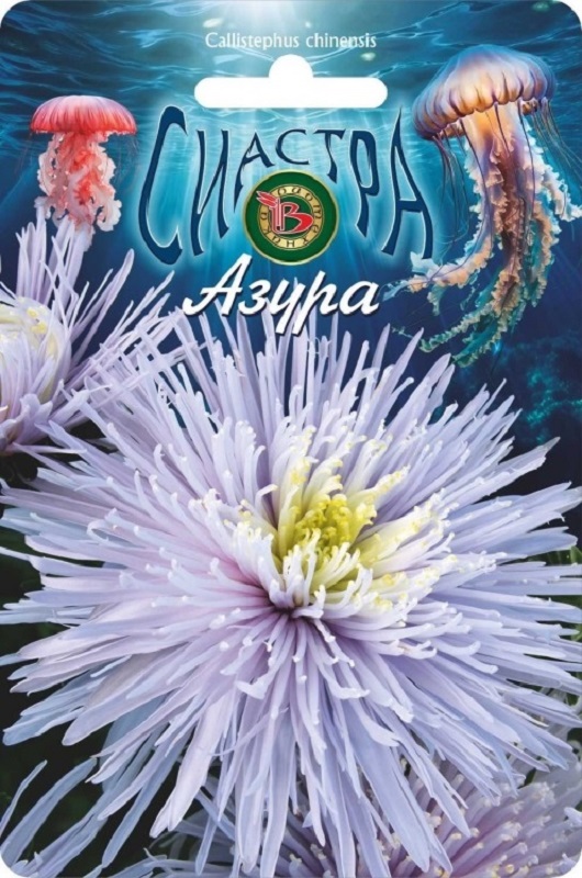 Астра Сиастра Азура китайская  30шт/5/10