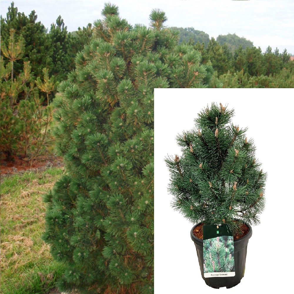 Сосна горная Колумнарис С30 (высота 50-60см) 1шт/Pinus mugo Columnaris