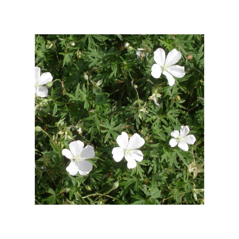 Герань кроваво-красная Албум Р9 1шт/Geranium sanguineum Album