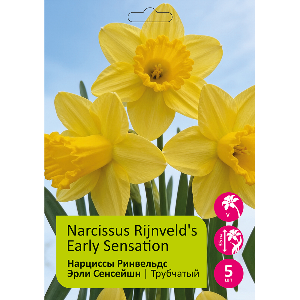 Нарциссы Ринвельдс Эрли Сенсейшн 5шт 12/14 /NARCISSUS RIJNVELD'S EARLY SENSATION