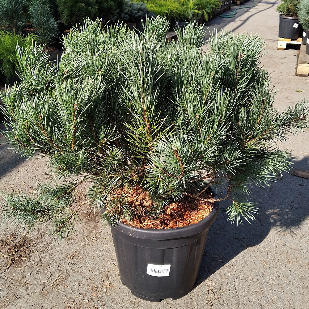 Сосна обыкновенная Ватерери С15 40/+ 1шт/Pinus sylvestris Watereri