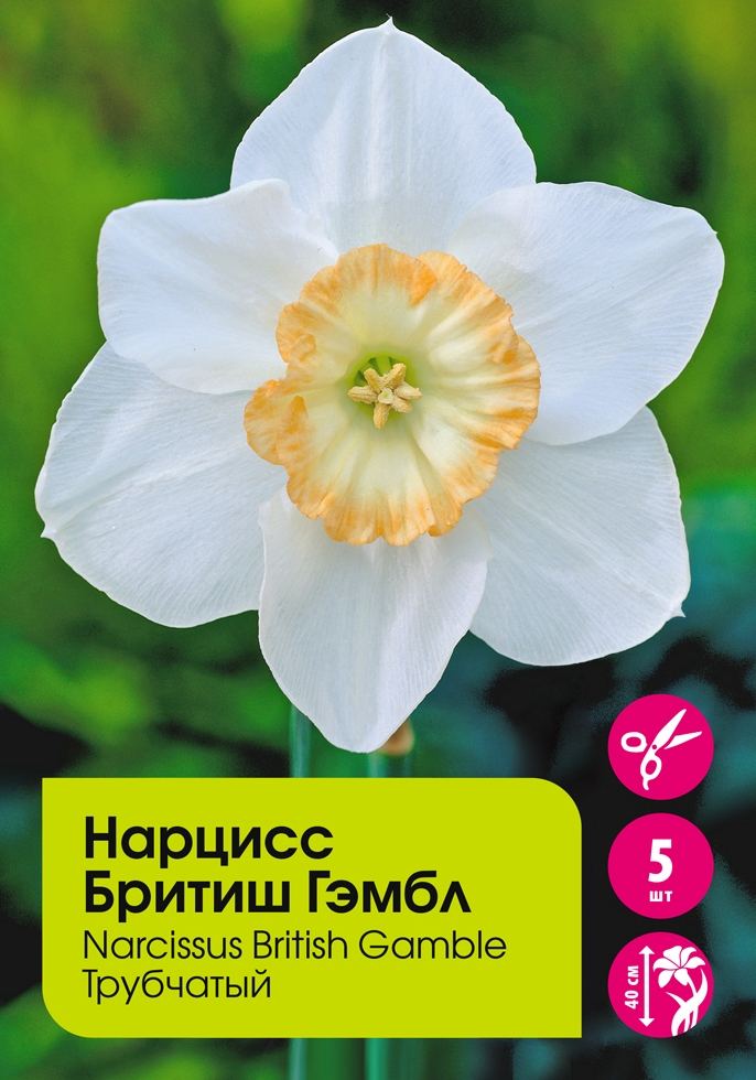 Нарциссы в ассортименте С2 5шт