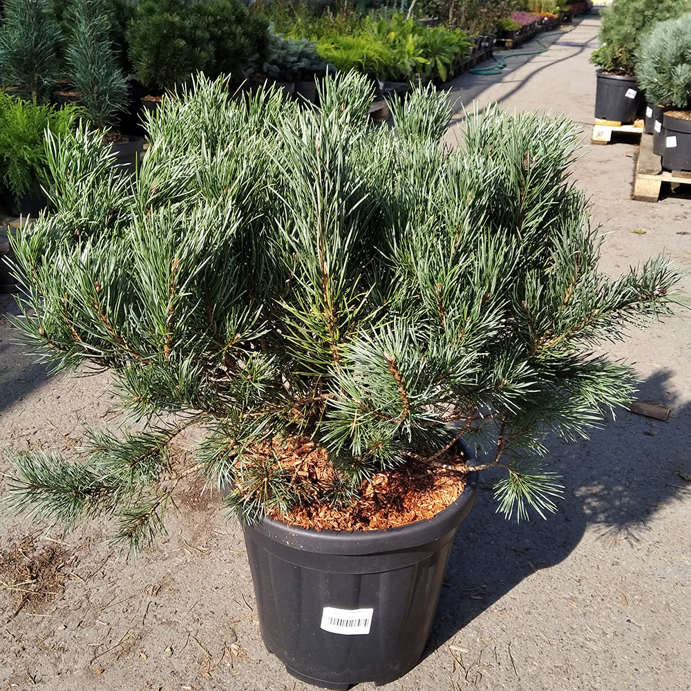 Сосна обыкновенная Ватерери С15 40/+ 1шт/Pinus sylvestris Watereri