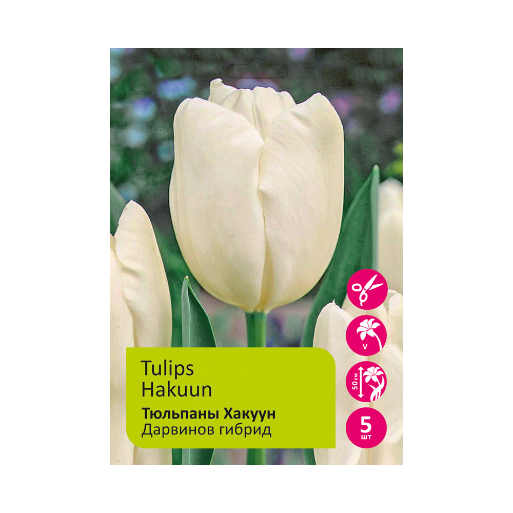 Тюльпаны Хакуун 5шт Дарвиновы гибриды 12+ /TULIPA HAKUUN