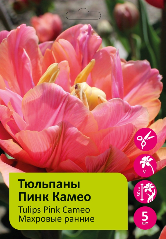 Тюльпаны Пинк Камео 5шт 12/+/Tulip Pink Cameo