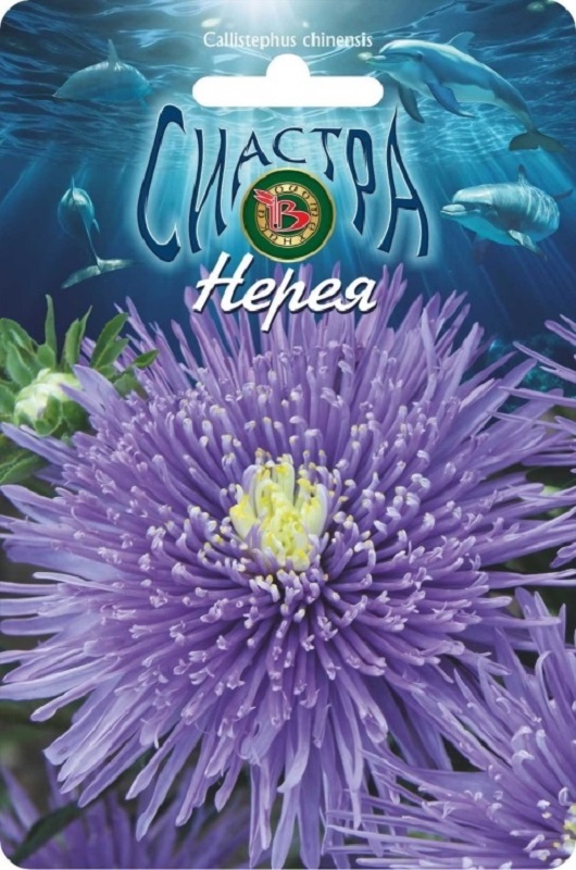 Астра Сиастра Нерея китайская 30шт/5/10