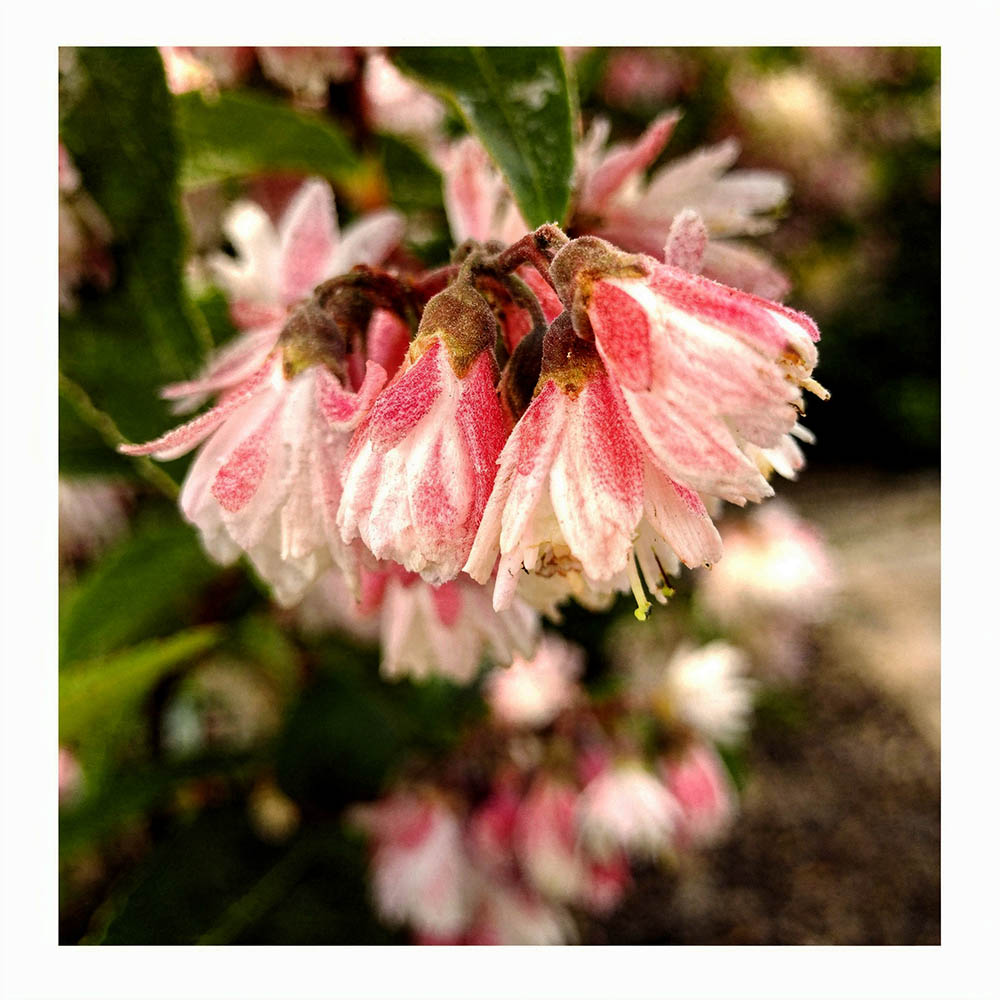 Дейция гибридная Распберри Сандей Лоу С5 1шт/Deutzia RASPBERRY SUNDAE Low