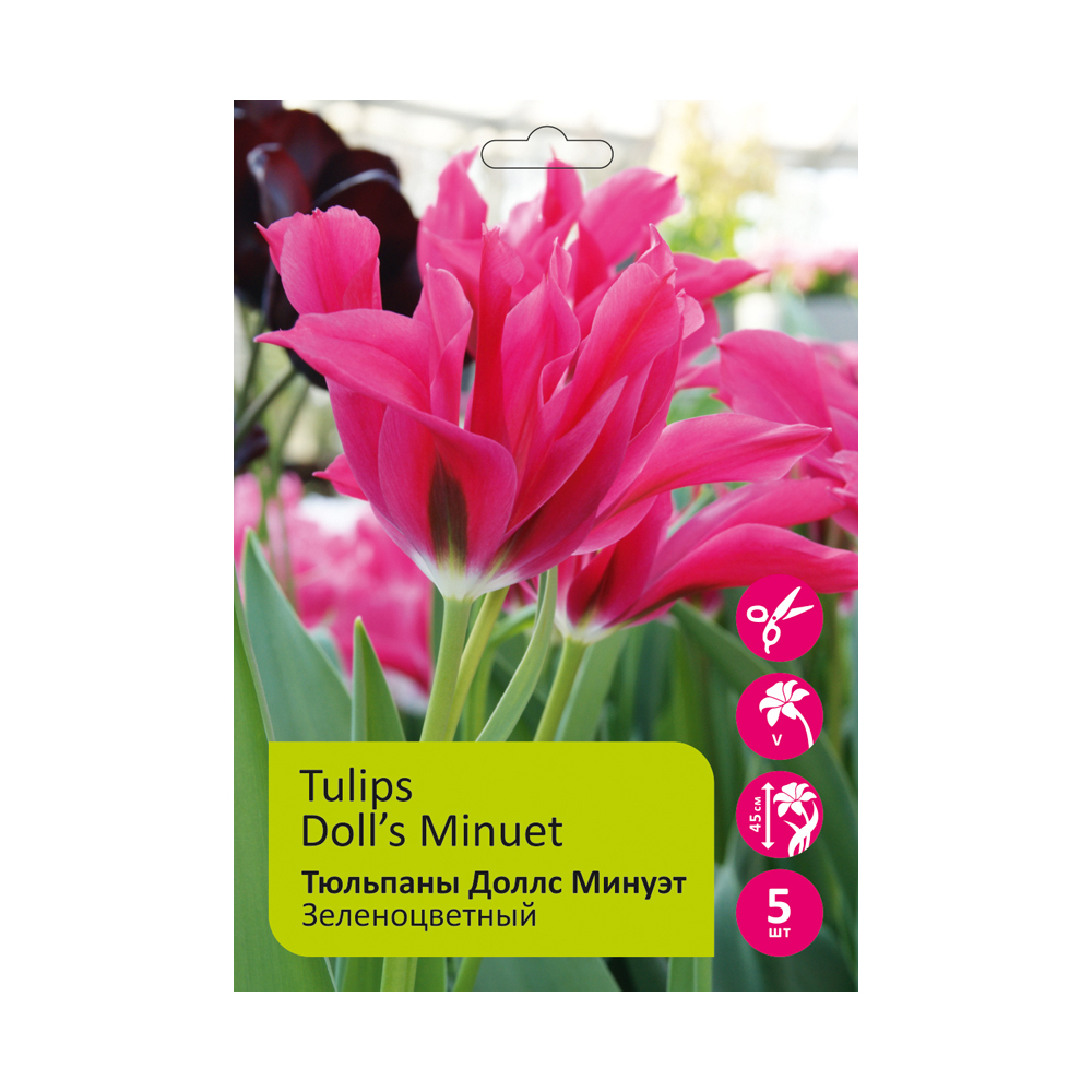 Тюльпаны Доллс Минуэт 5шт Зеленоцветный 12+ / Tulip Doll's Minuet