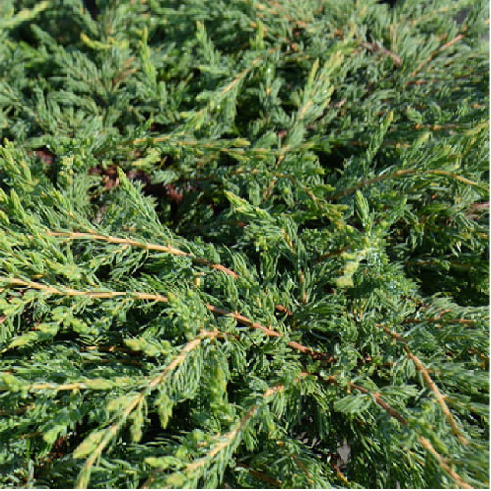 Можжевельник обыкновенный Репанда С2 1шт/Juniperus communis Repanda