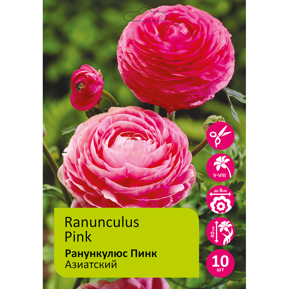 Ранункулюс азиатский Пинк 10шт 5/6 /Ranunculus Pink