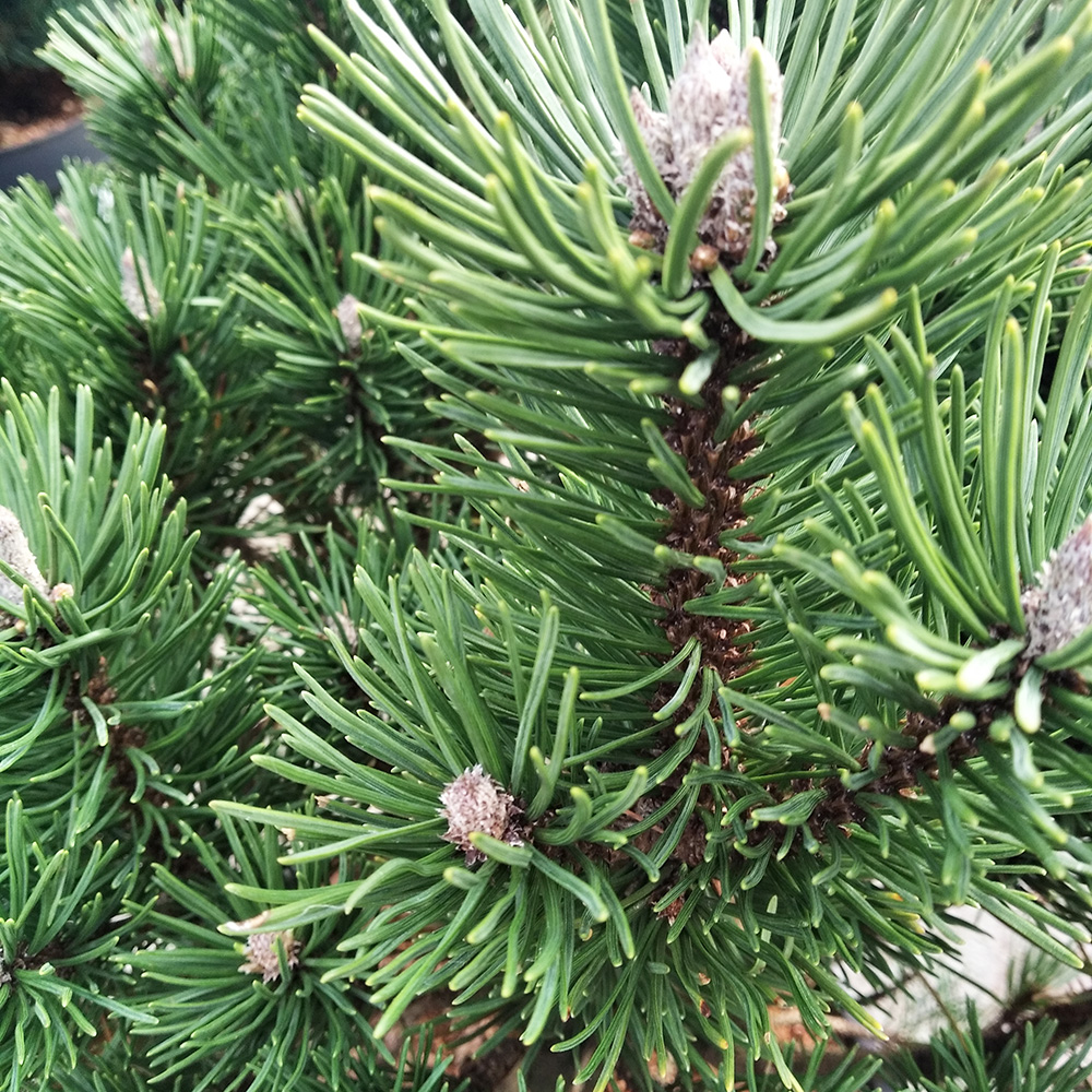 Сосна горная Лимерик С15 (высота 40-50см) 1шт/Pinus mugo Limerick