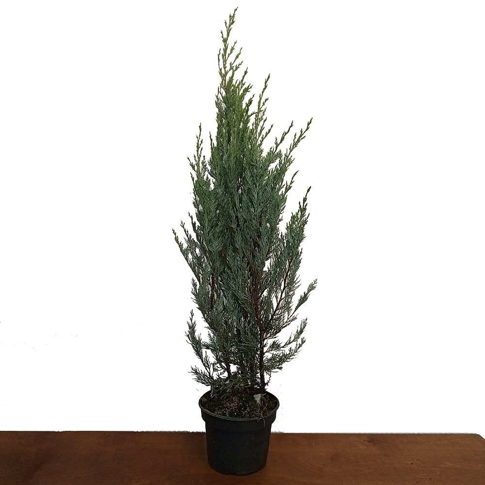 Можжевельник скальный Мунглоу С2 1шт/Juniperus scopulorum Moonglow