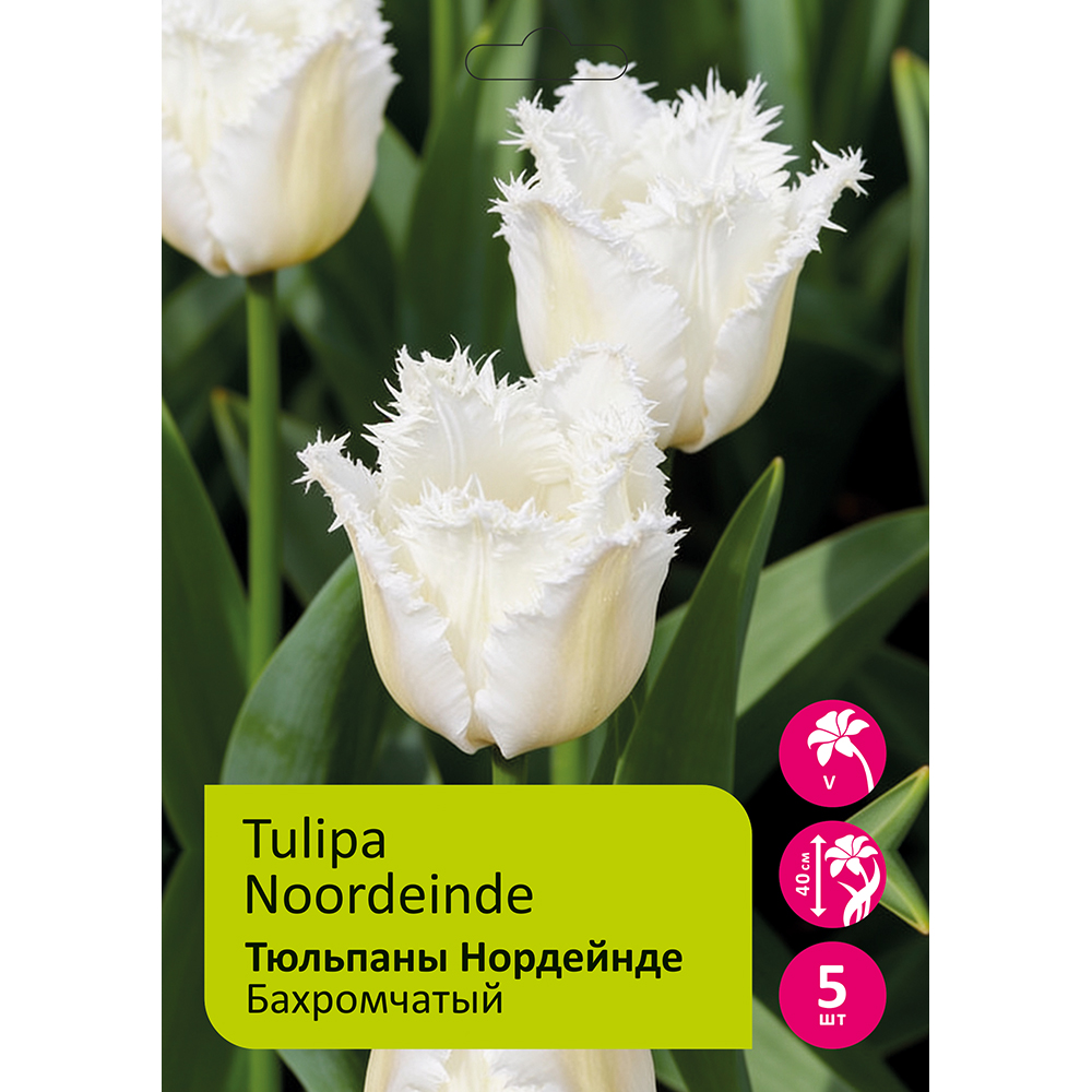 Тюльпаны Нордейнде 5шт 11/12 / TULIPA NOORDEINDE