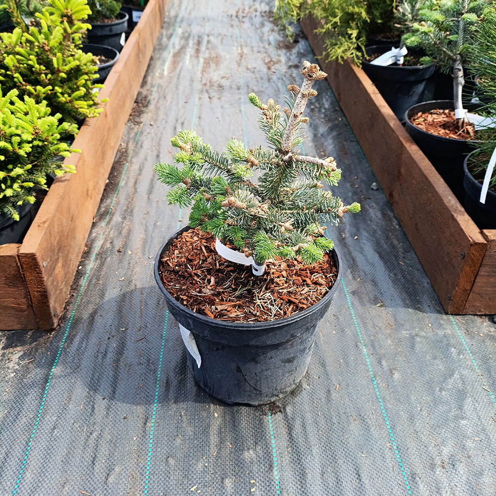Пихта субальпийская (горная) Компакта С5 1шт / Abies lasiocarpa Compacta