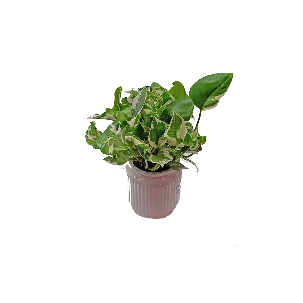 Эпипремнум Silver Pothos д.11