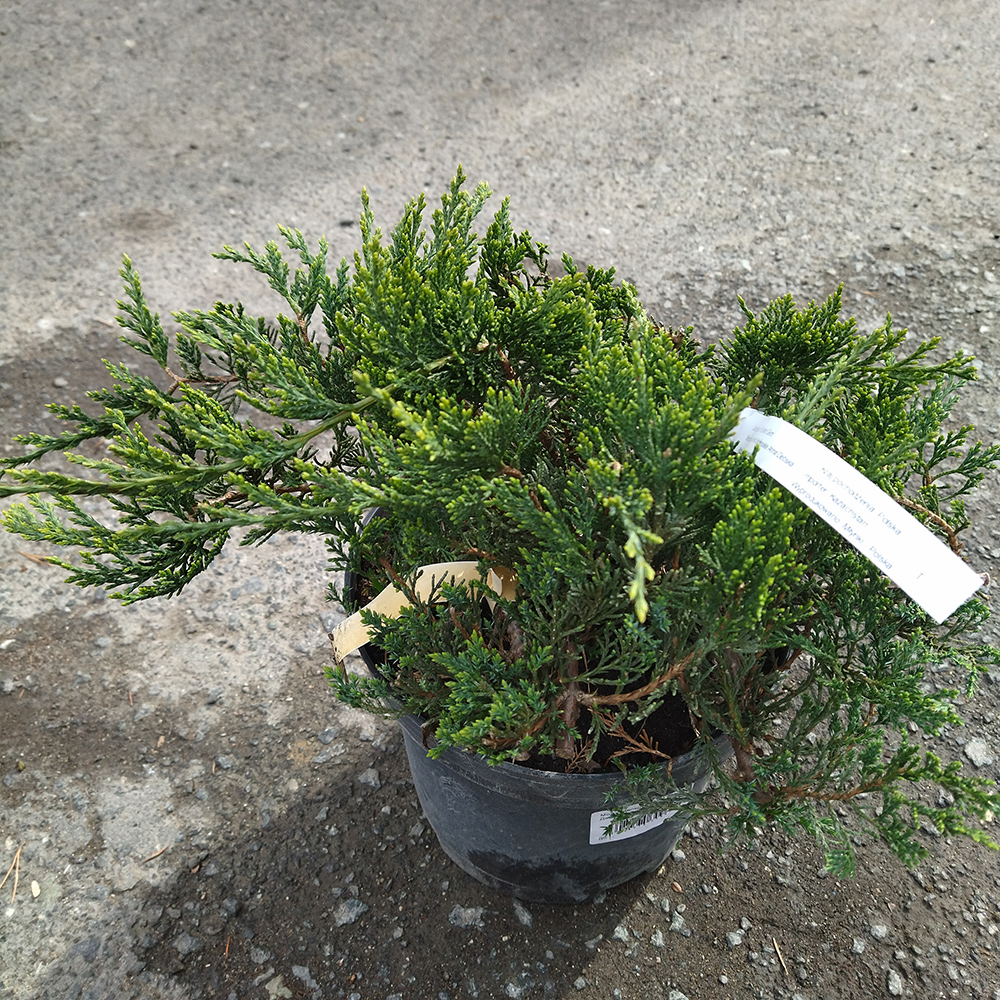 Можжевельник казацкий Рокери Джем С5 1шт/Juniperus sabina Rockery Gem