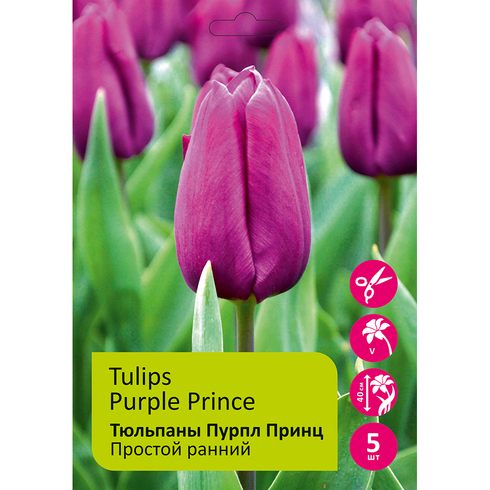 Тюльпаны Пурпл Принц 5шт Простой ранний 12/+/ Tulips Purple Prince