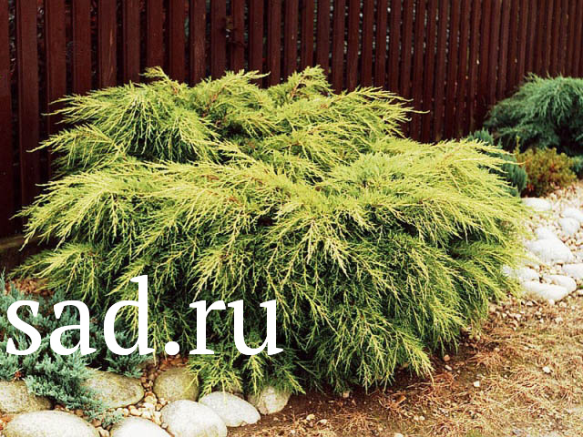 Можжевельник средний Кинг оф Спринг С5 1шт /Juniperus media King of Spring 