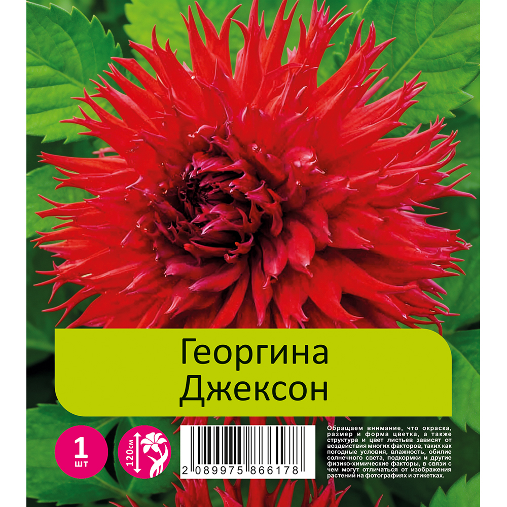 Георгина Джексон 1шт /Dahlia Jaxon