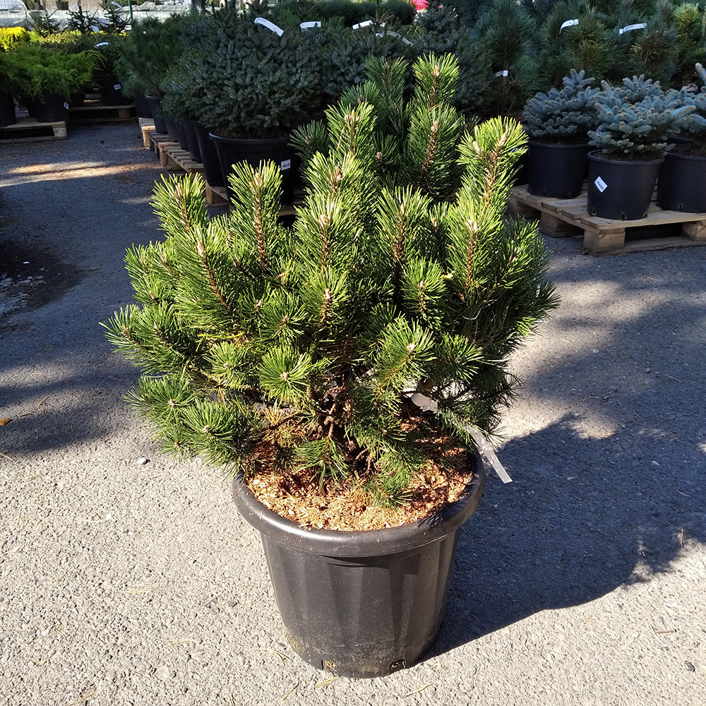 Сосна горная Гном С25 (высота 50-60см) 1шт /Pinus mugo Gnom