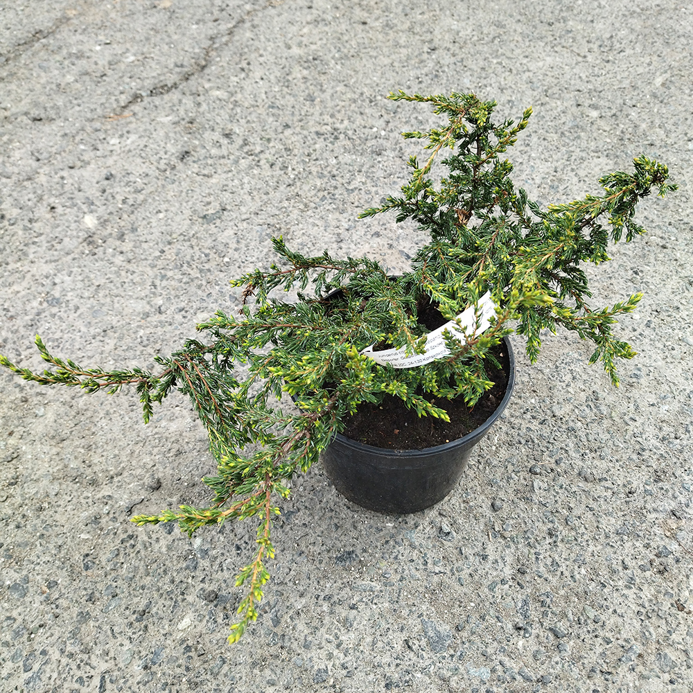 Можжевельник обыкновенный Репанда С2 1шт/Juniperus communis Repanda