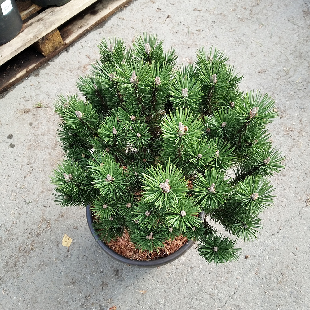 Сосна горная Лимерик С15 (высота 40-50см) 1шт/Pinus mugo Limerick
