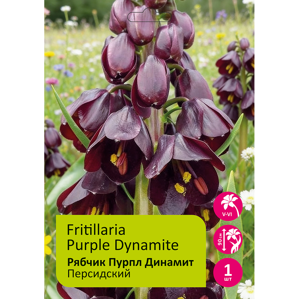 Рябчик/Фритиллярия Пурпл Динамит персидский 1шт 20/22/FRITILLARIA PURPLE DYNAMIT