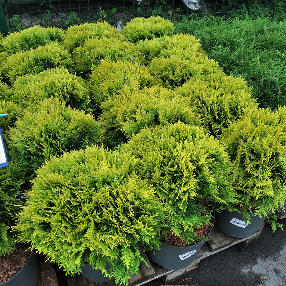 Туя западная Мириам С15 (высота 30-40см) 1шт/Thuja occidentalis Mirjam