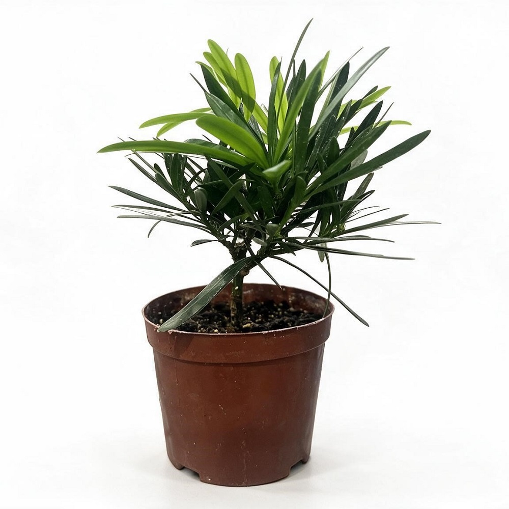 Подокарп крупнолистный Хиноки Купресс d18  1in /Japanese Hinoki Cypress